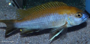 Gephyrochromis lawsi